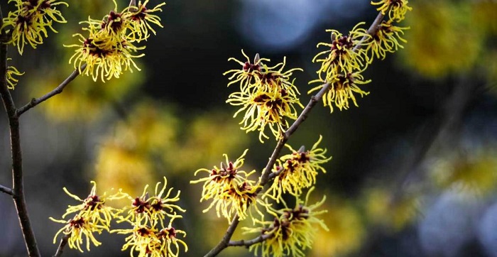 10 utilisations de l’hamamélis pour une bonne santé