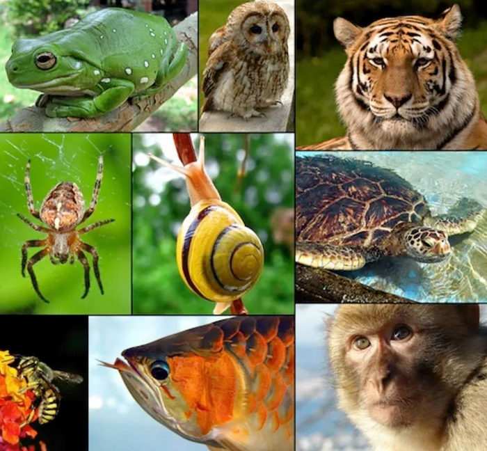 qu'est-ce que l'animal