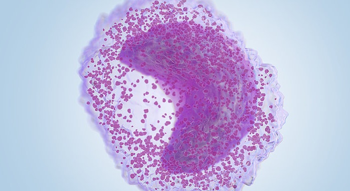 granulocytes immatures